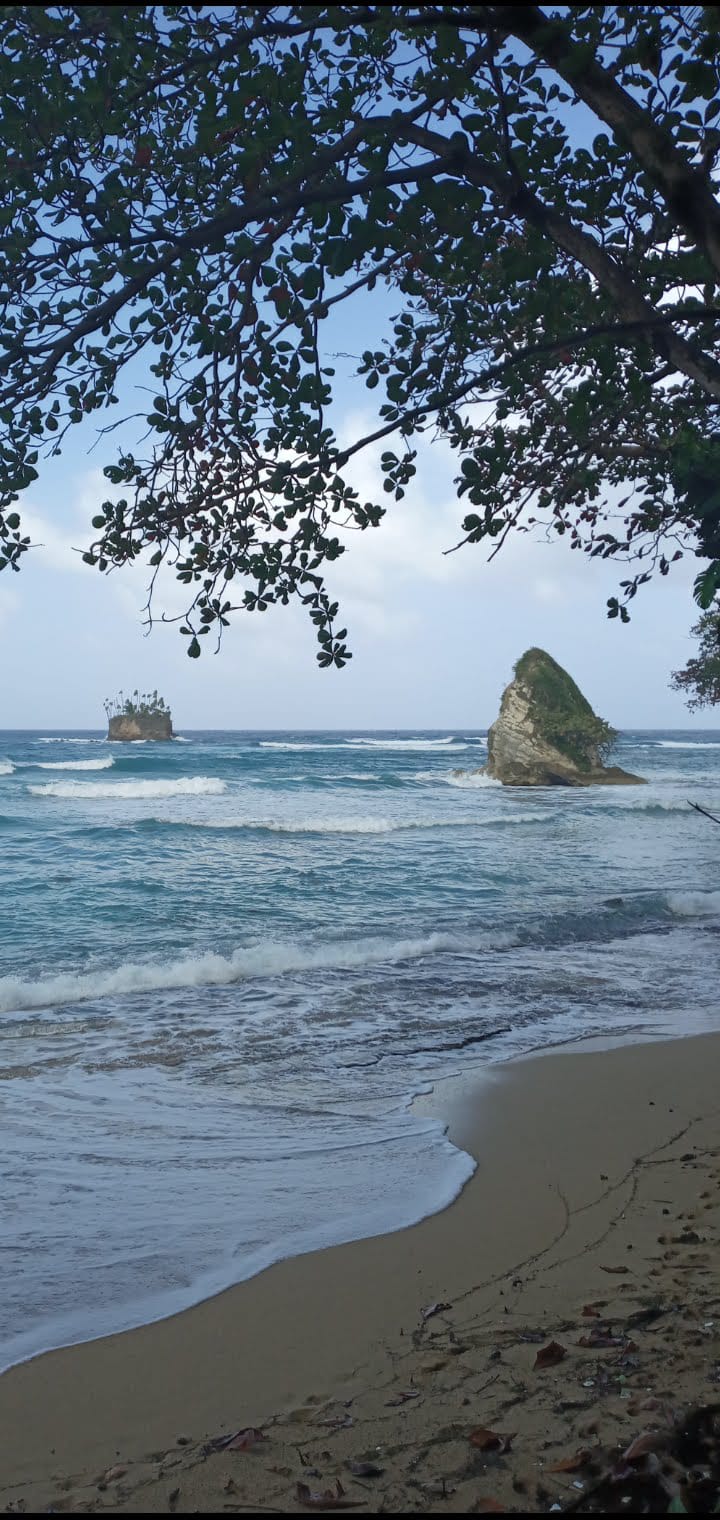 Beach framed by tree branches with rocks in the surf